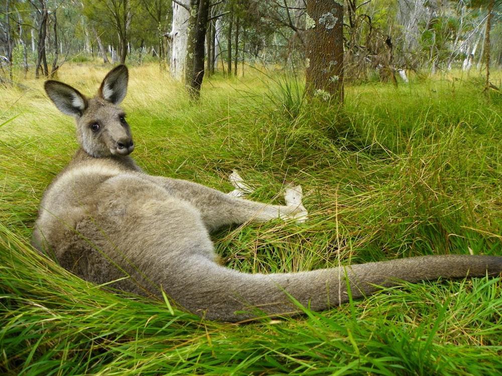 kangaroo lying on green grass field during daytime