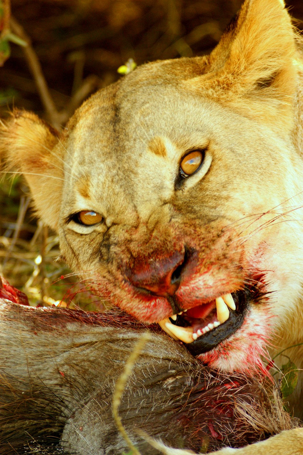 brown lion lying on green grass