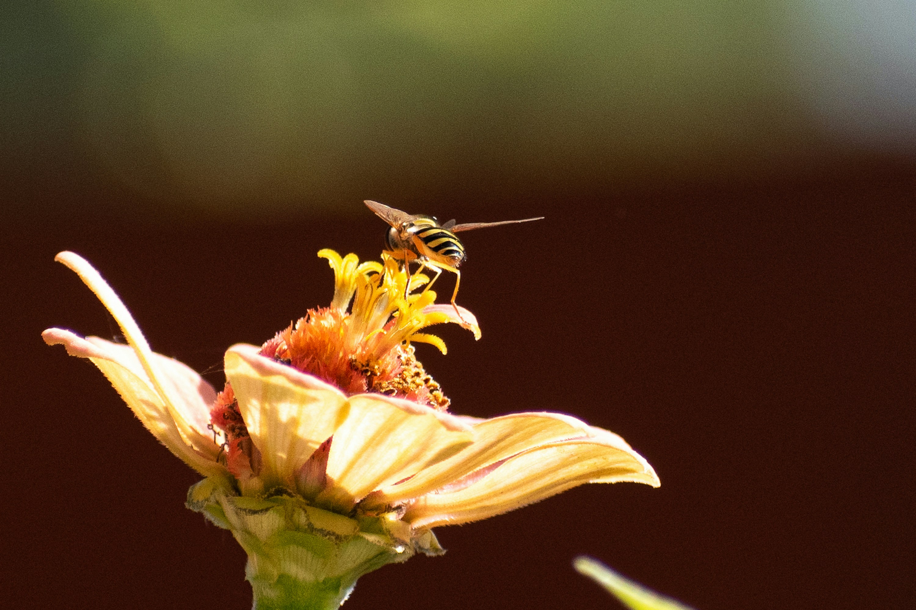 Photo by elisastonephotography