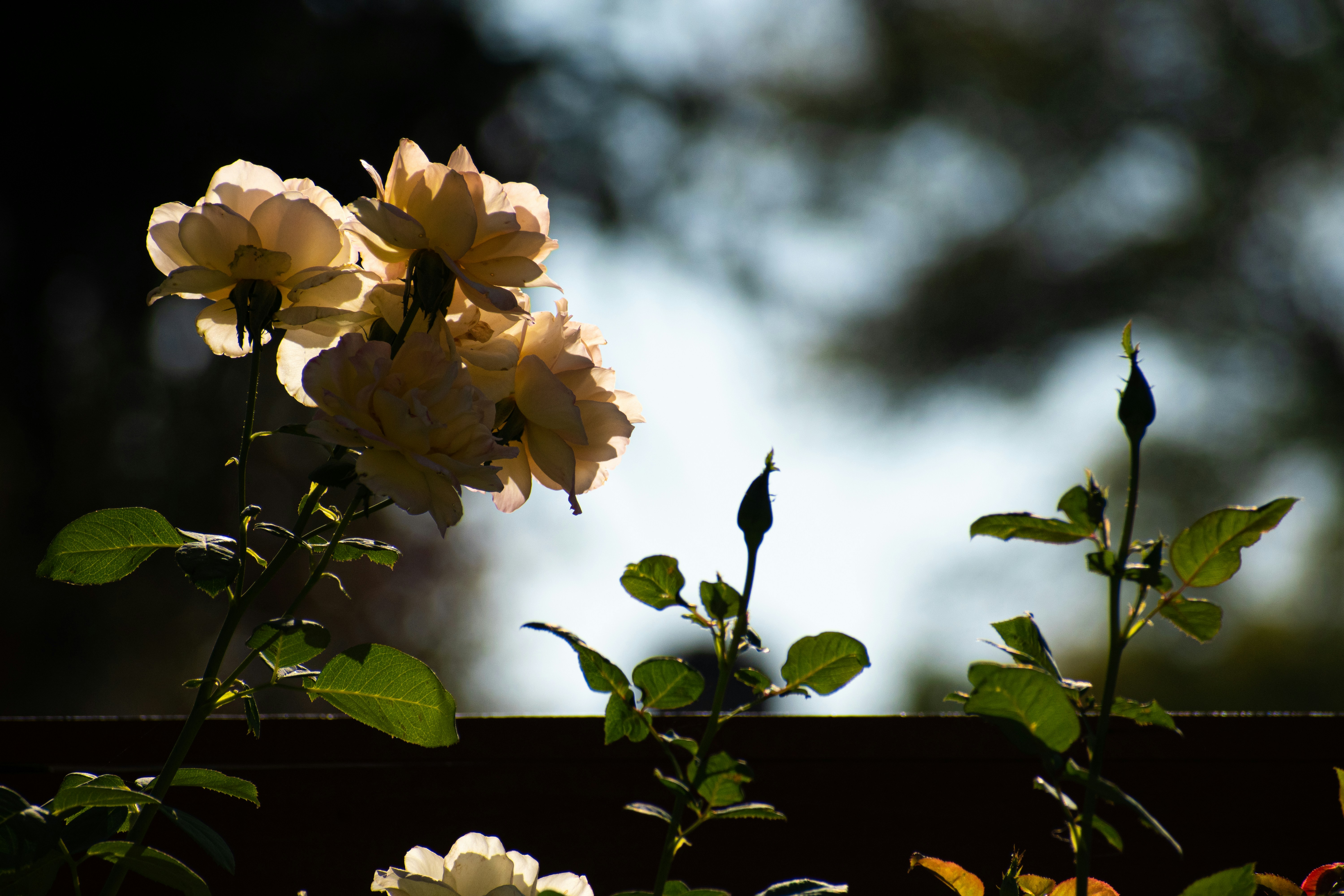 Photo by elisastonephotography