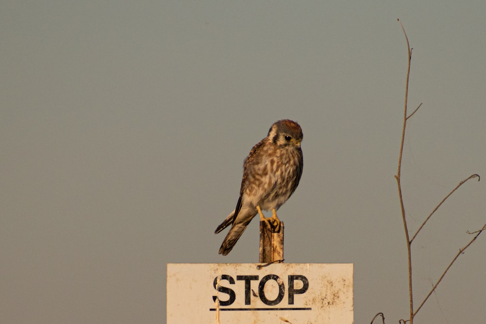 brown bird on white and brown no smoking sign