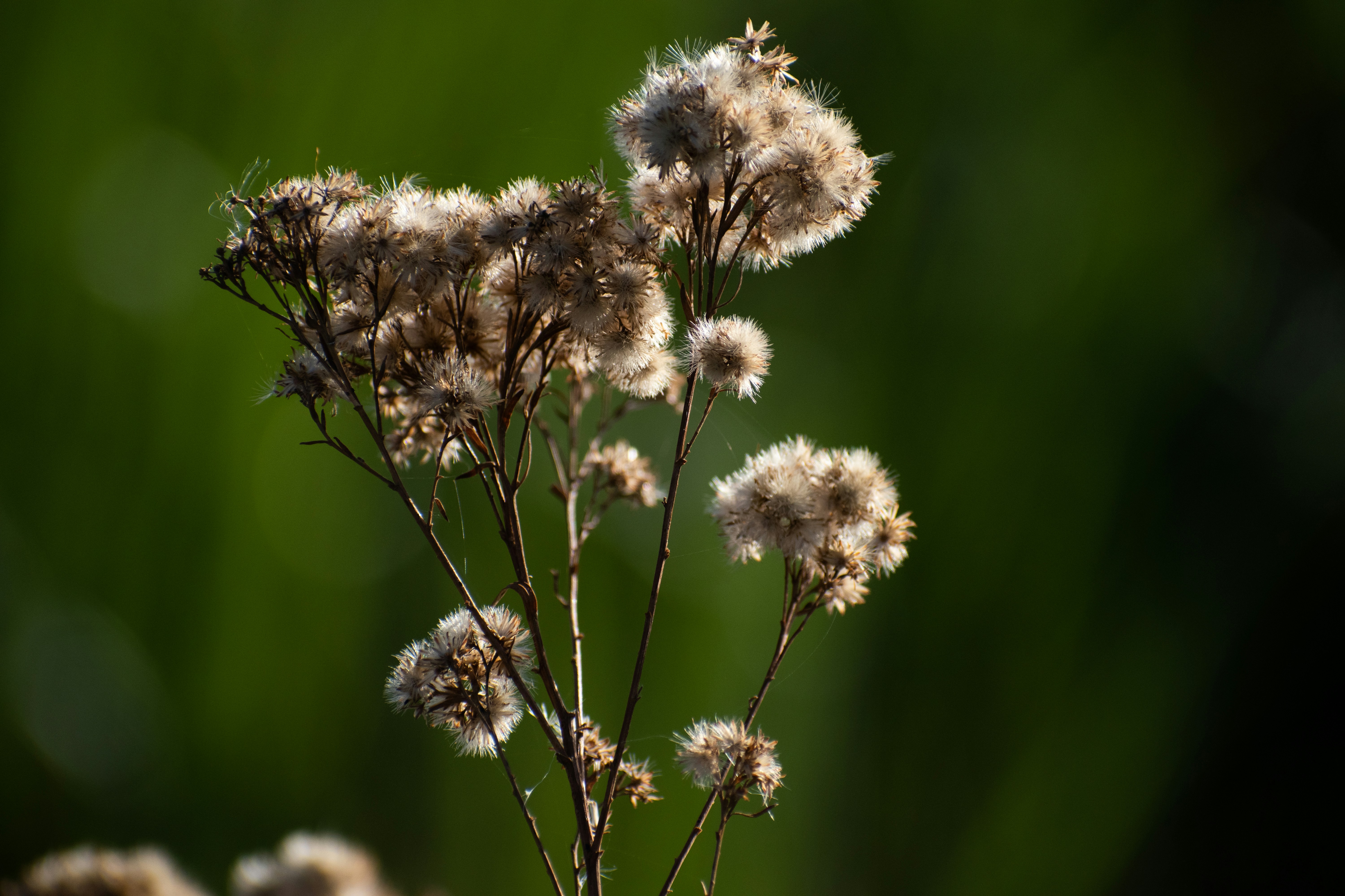 Photo by elisastonephotography