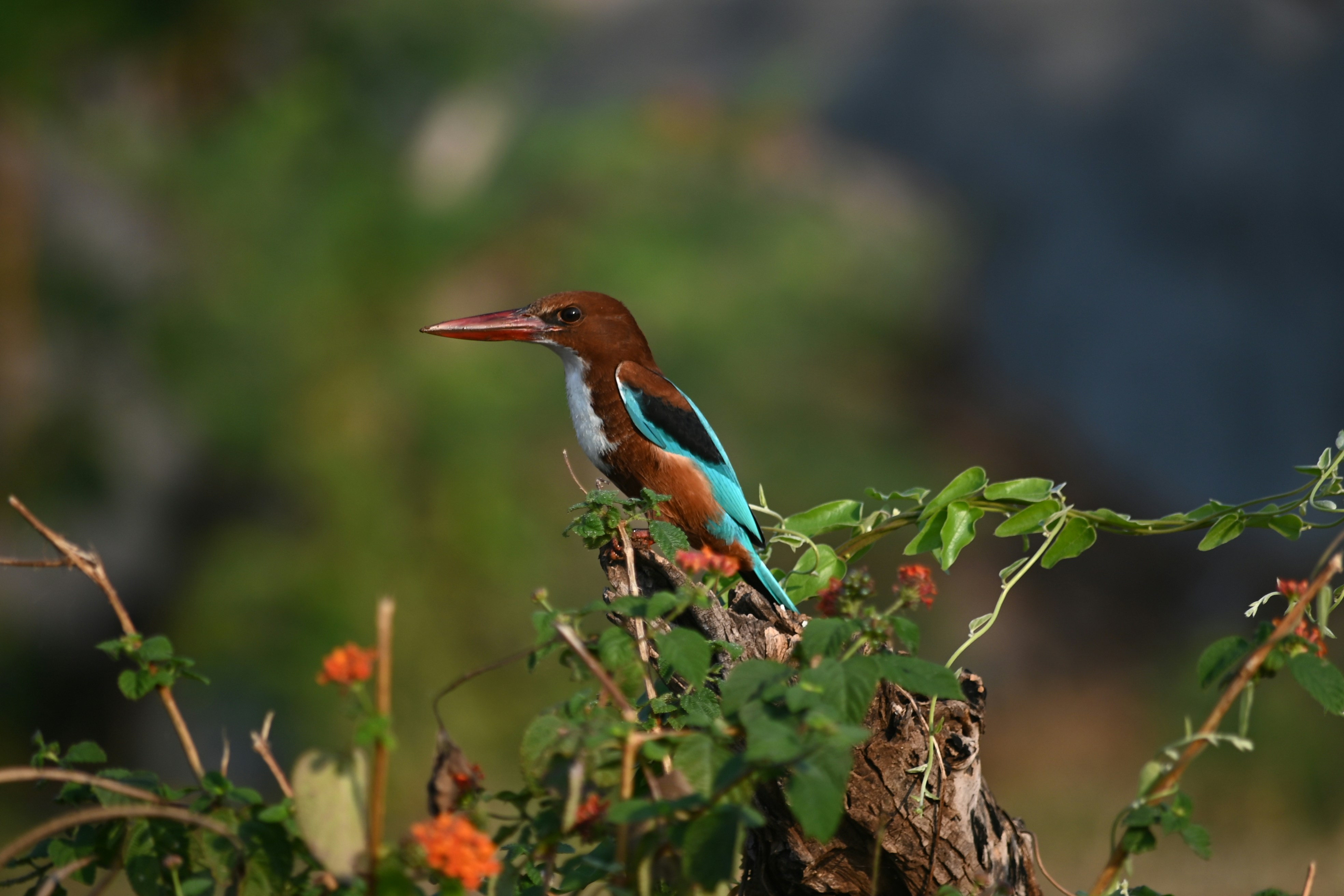 Photo by rrajputphotography