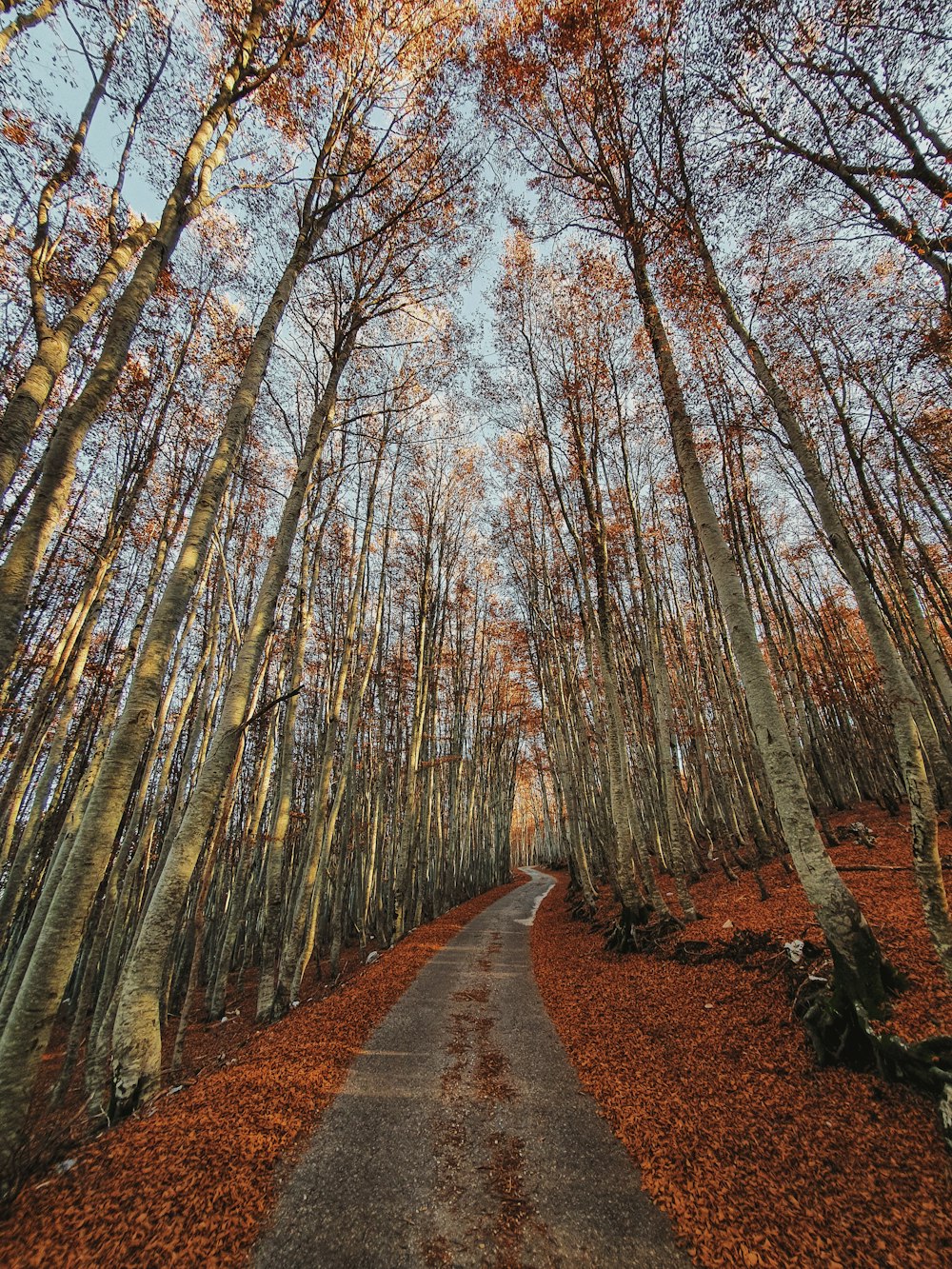 brown pathway between brown trees during daytime