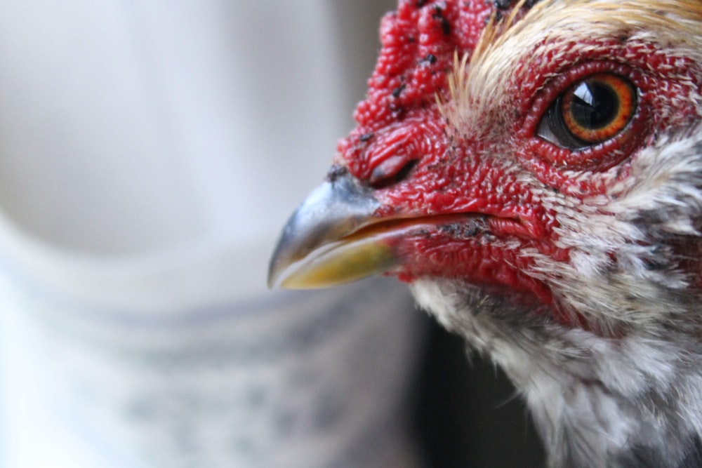 white and red chicken in close up photography