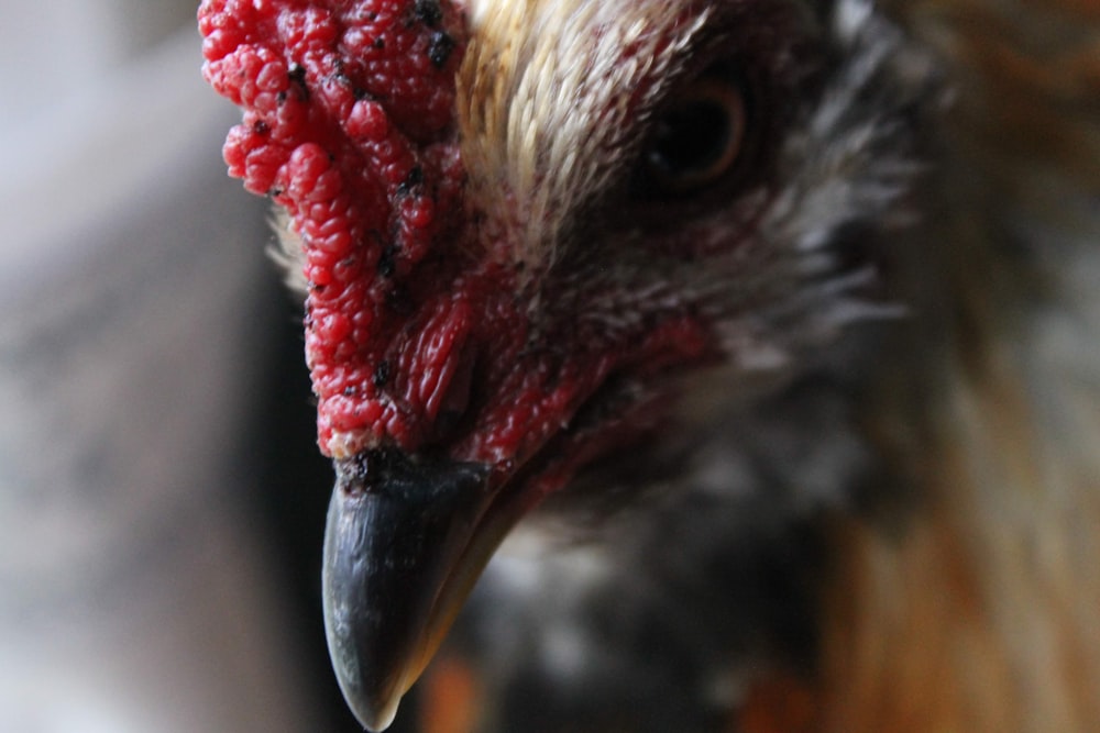 close up photo of red and black chicken