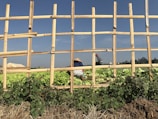 A wooden frame made of bamboo planks provides a view into a lush vegetable field where two people are tending to crops. One person wears a wide-brimmed hat, while the other has a red cap. The ground is densely covered with green leafy plants, probably lettuce, and the sky in the background is clear and blue.