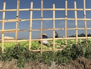 A wooden frame made of bamboo planks provides a view into a lush vegetable field where two people are tending to crops. One person wears a wide-brimmed hat, while the other has a red cap. The ground is densely covered with green leafy plants, probably lettuce, and the sky in the background is clear and blue.