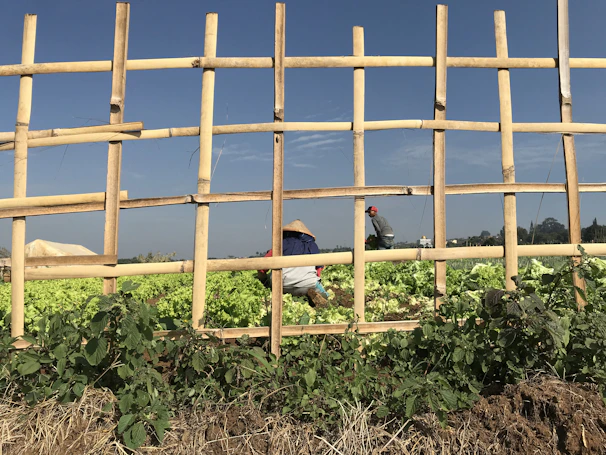 A wooden frame made of bamboo planks provides a view into a lush vegetable field where two people are tending to crops. One person wears a wide-brimmed hat, while the other has a red cap. The ground is densely covered with green leafy plants, probably lettuce, and the sky in the background is clear and blue.