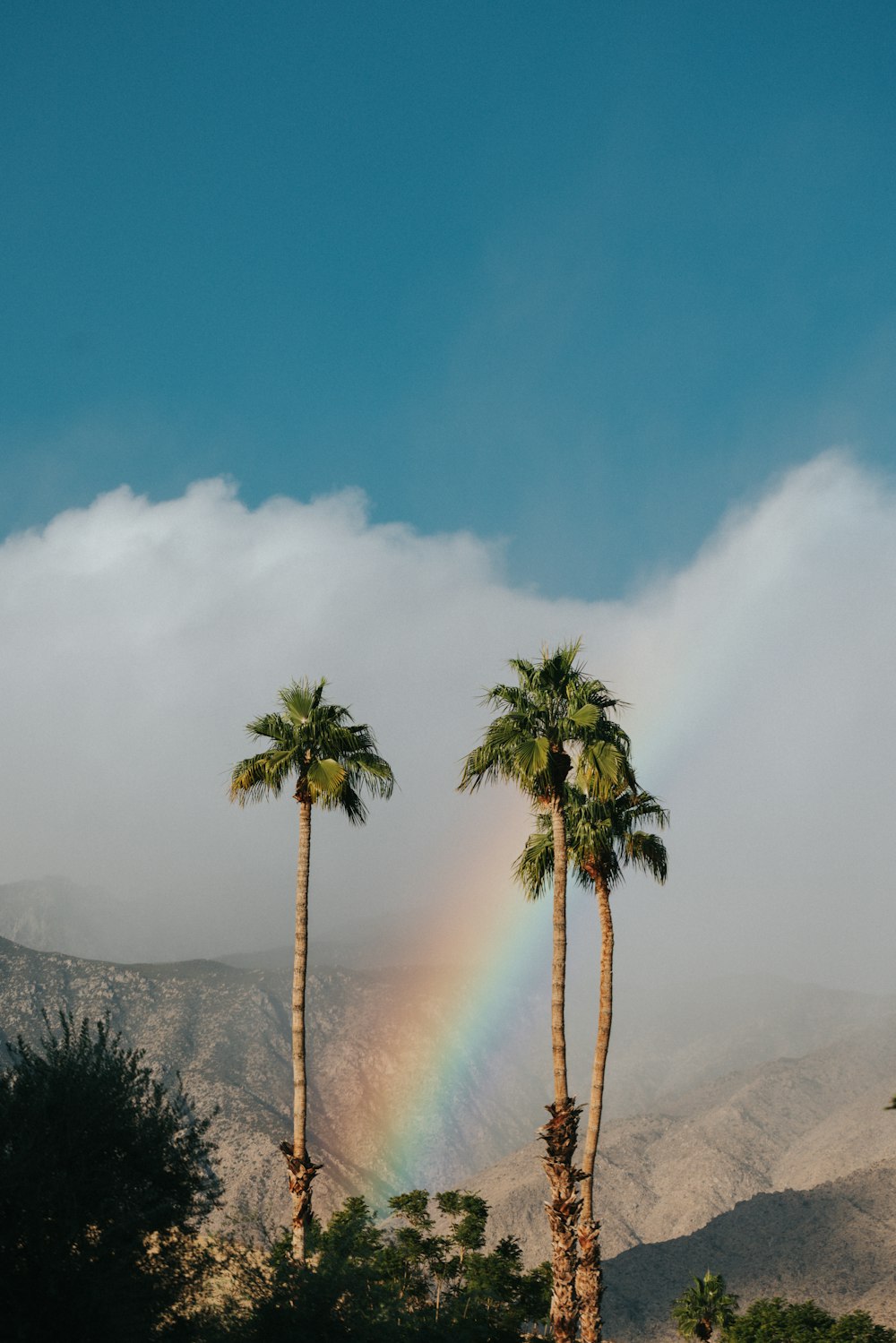 green palm tree on mountain under white clouds during daytime