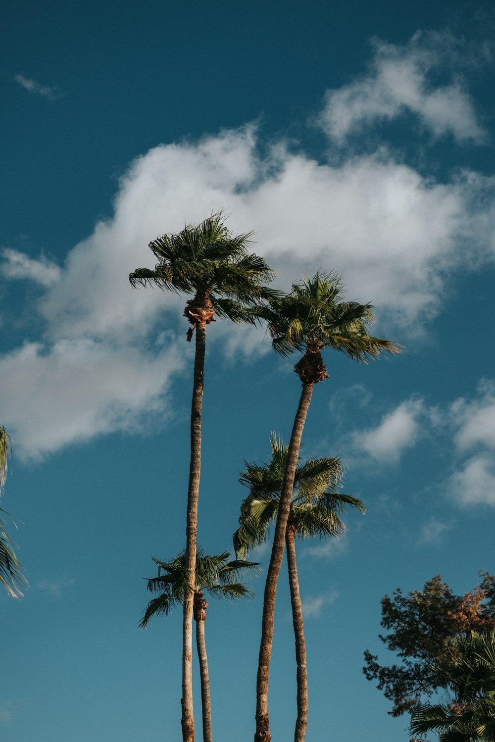 green palm tree under blue sky during daytime