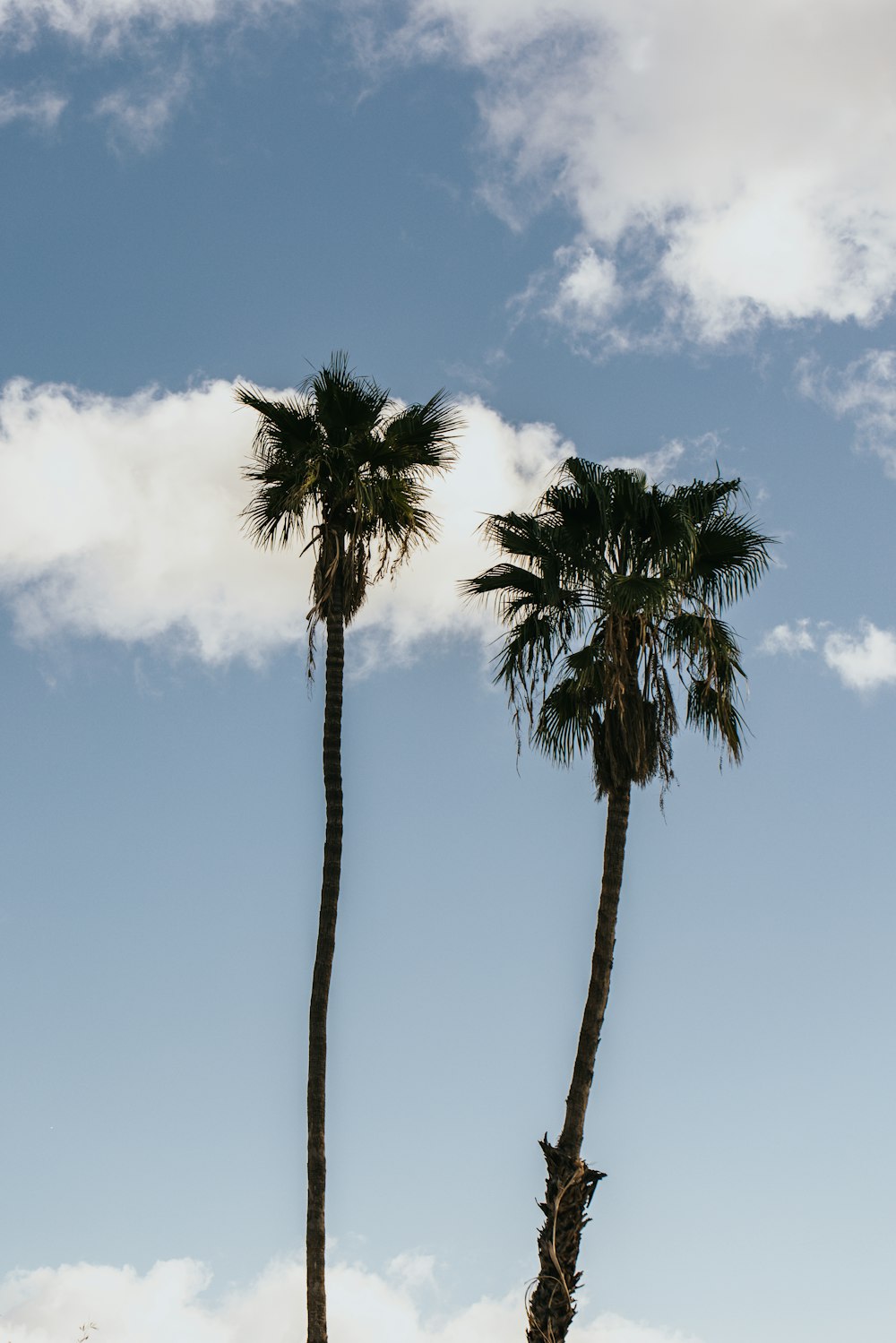 Palmera verde bajo el cielo azul durante el día