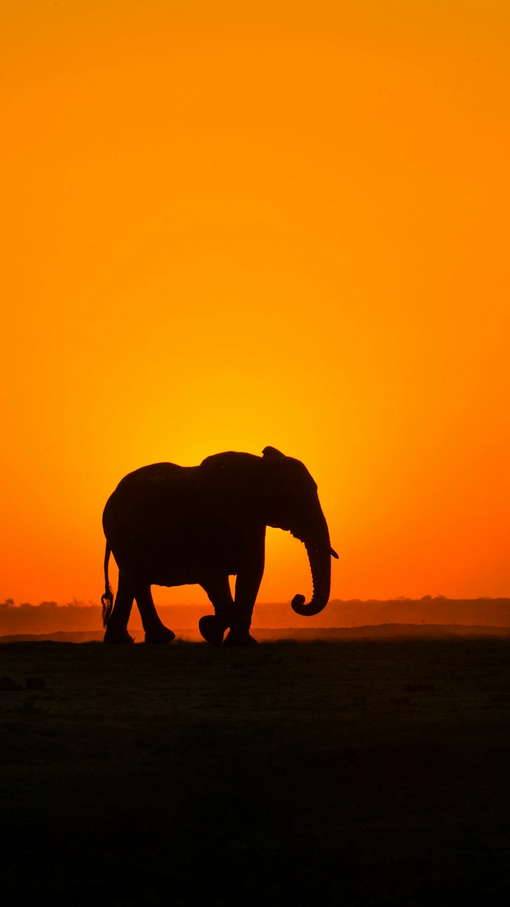 夕暮れ時の茶色の野原を歩く象のシルエット