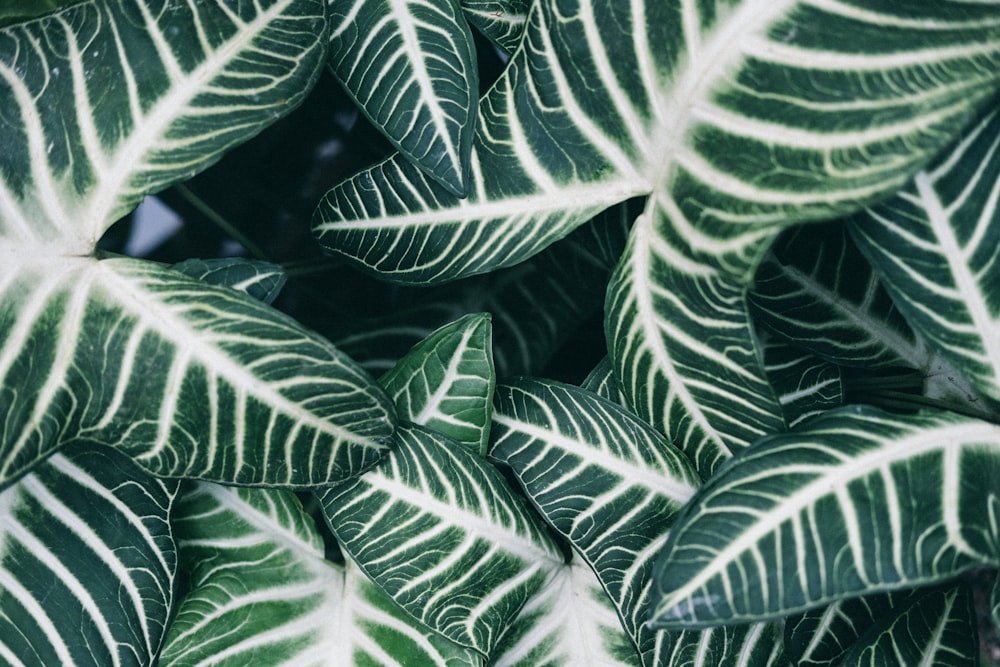 green leaf plant in close up photography