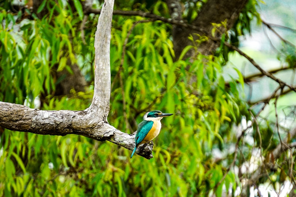 blue and brown bird on brown tree branch during daytime