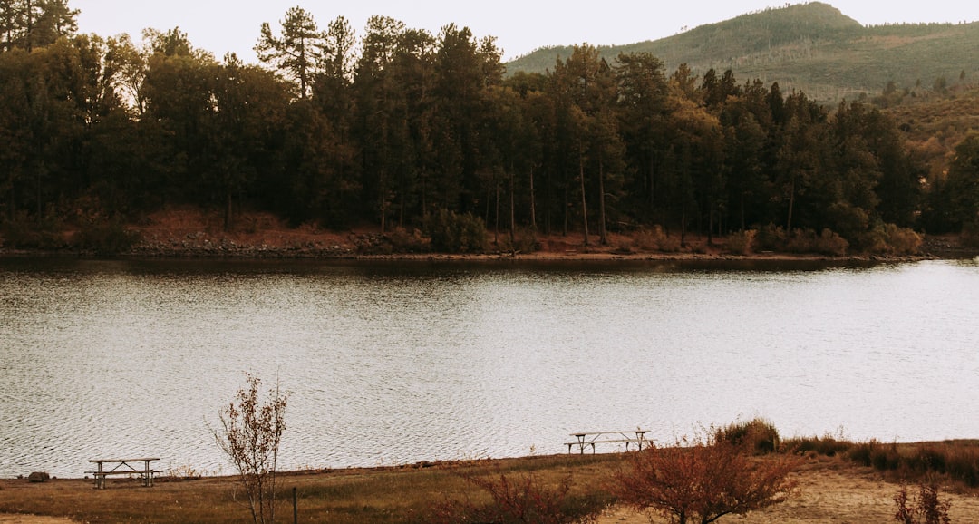 green trees beside body of water during daytime