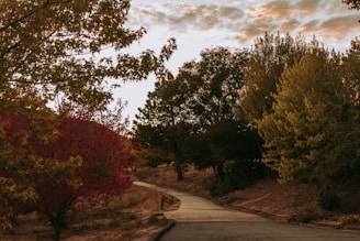 green trees beside gray concrete road under cloudy sky during daytime