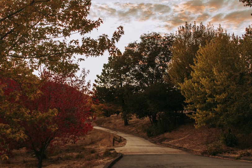 green trees beside gray concrete road under cloudy sky during daytime