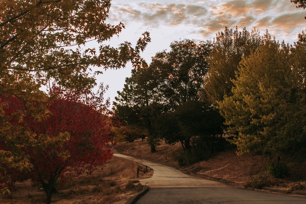 green trees beside gray concrete road under cloudy sky during daytime