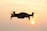 A military drone flying over a secured border area during sunset.