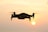 A military drone flying over a secured border area during sunset.