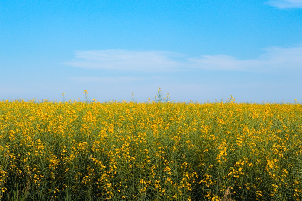 yellow flower field under blue sky during daytime