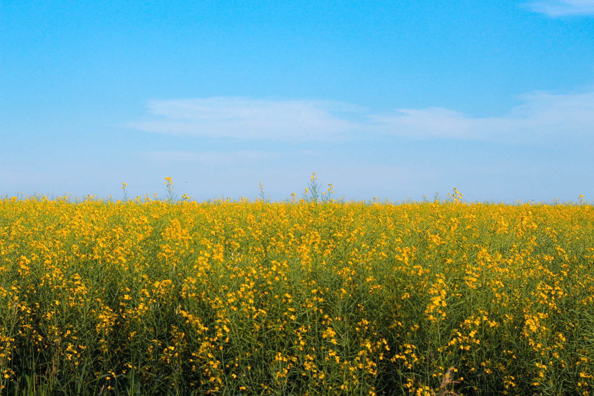 yellow flower field under blue sky during daytime