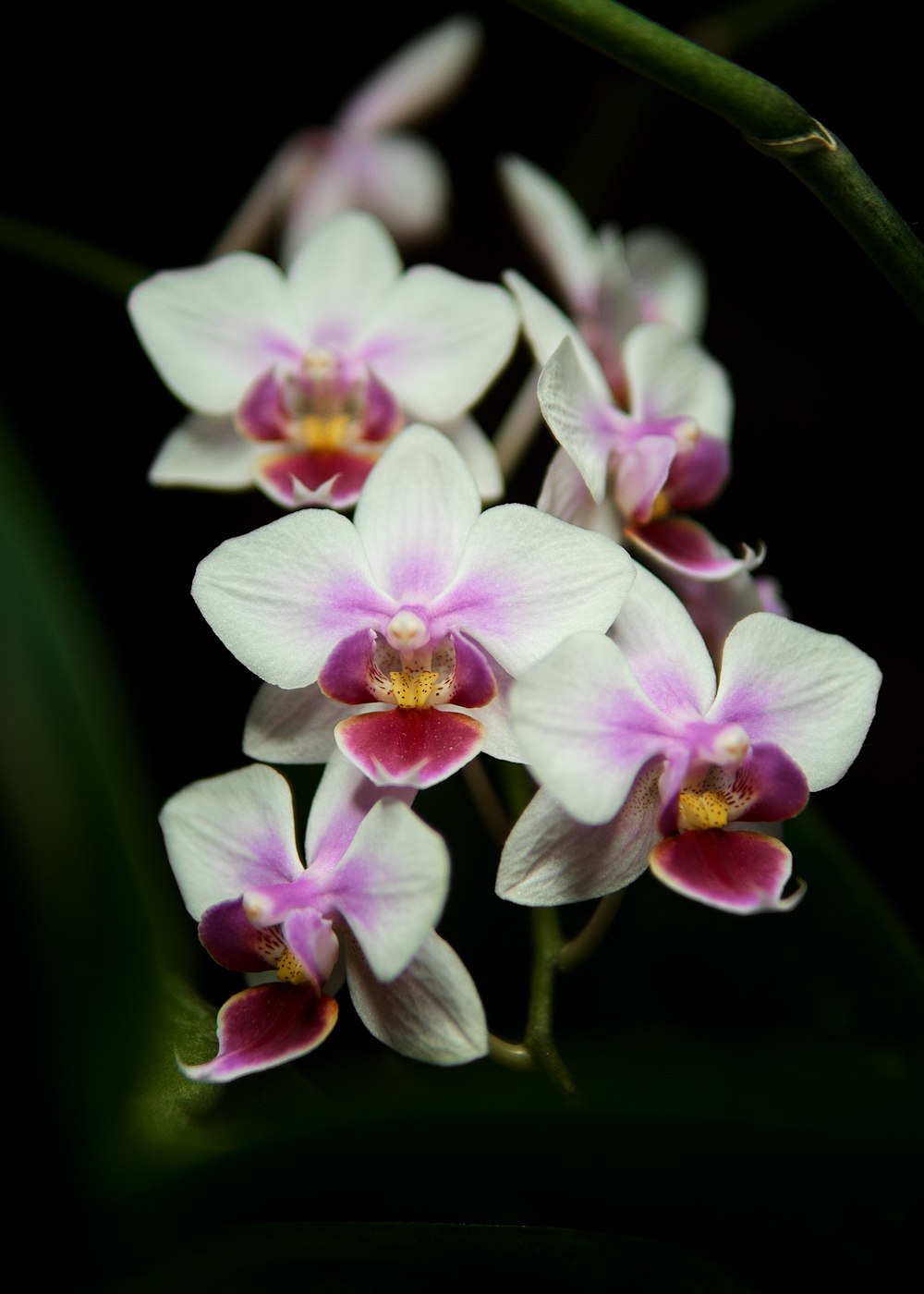 white and purple flower in close up photography