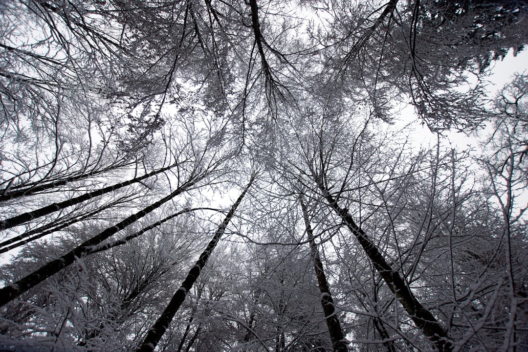 low angle photography of leafless trees