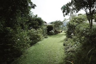green grass field near houses during daytime