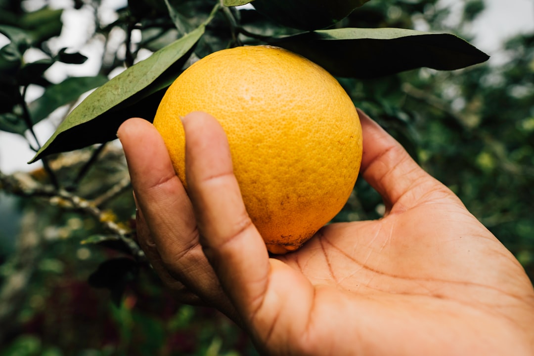 orange fruit on persons hand