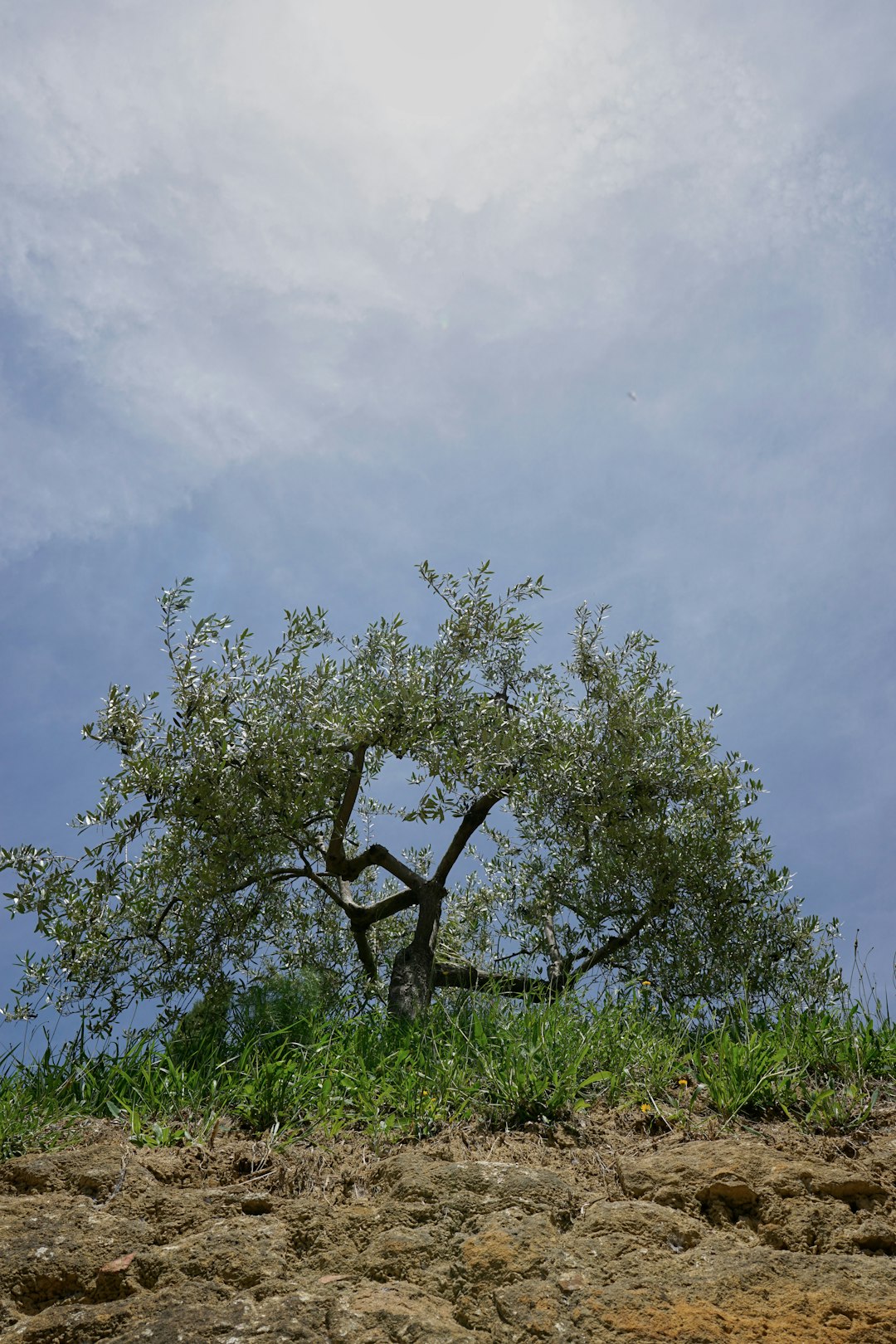 green tree under white clouds