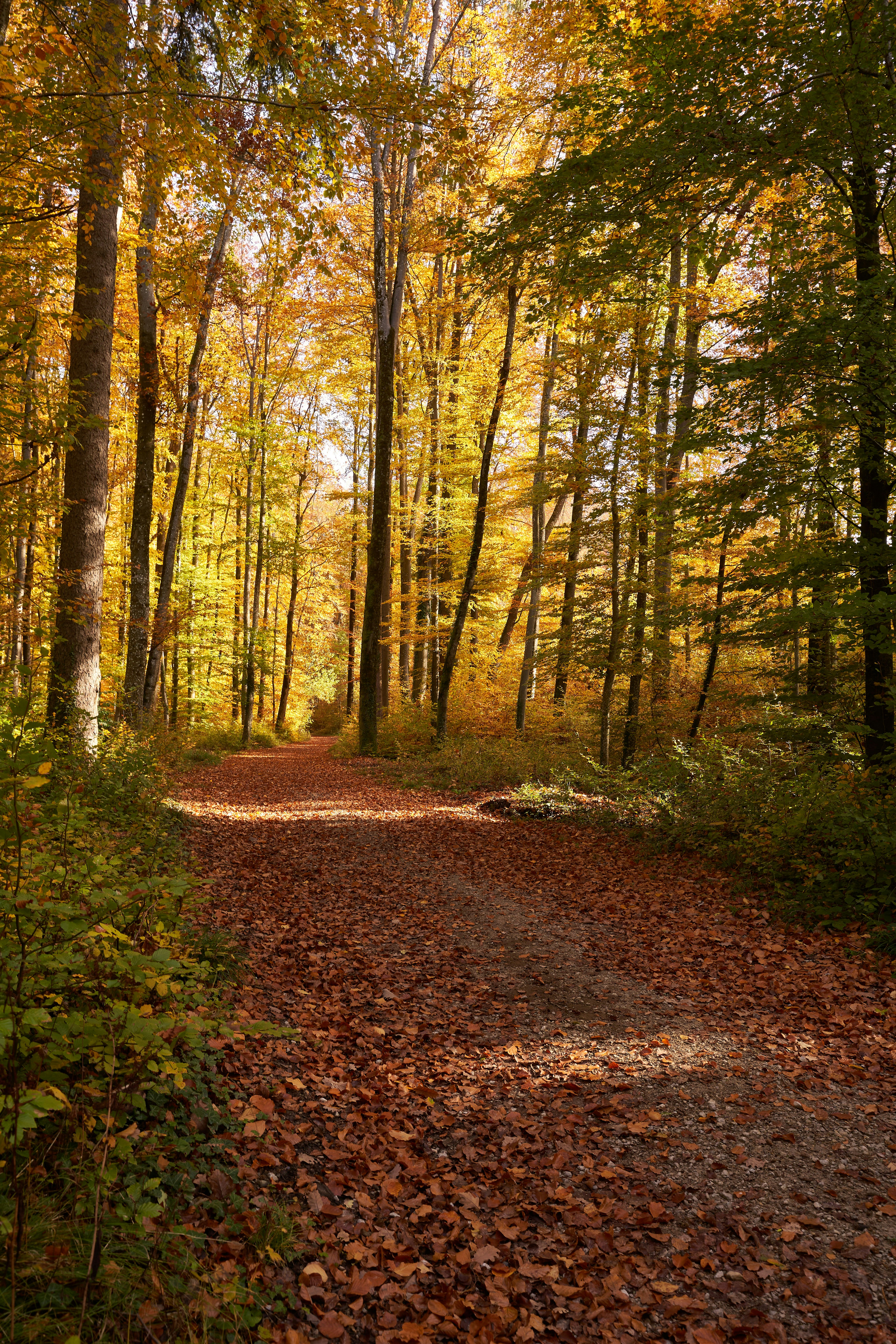 Photo by wolfgang_hasselmann