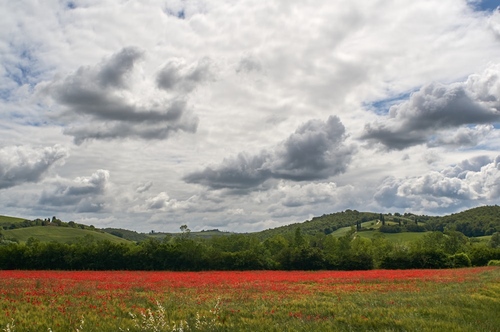 green and brown grass field under cloudy sky during daytime