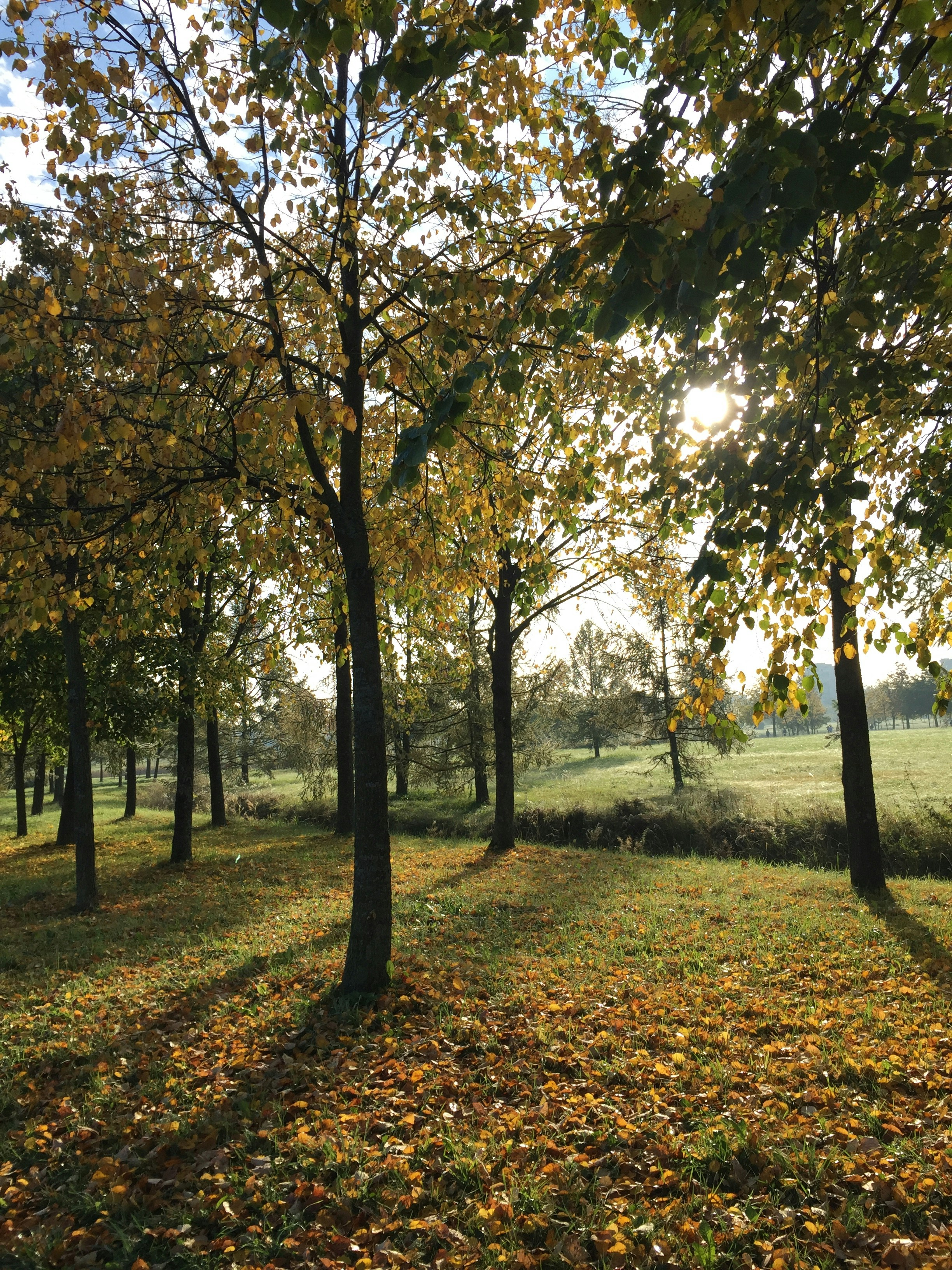 Photo by polinabarnashova