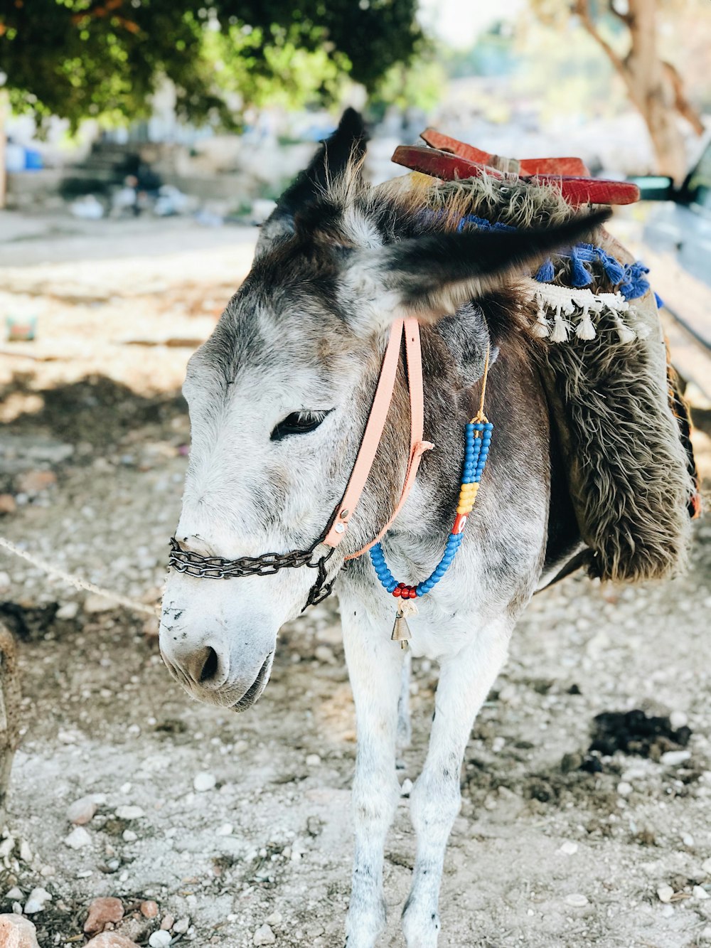 white and brown horse with red and blue scarf on head