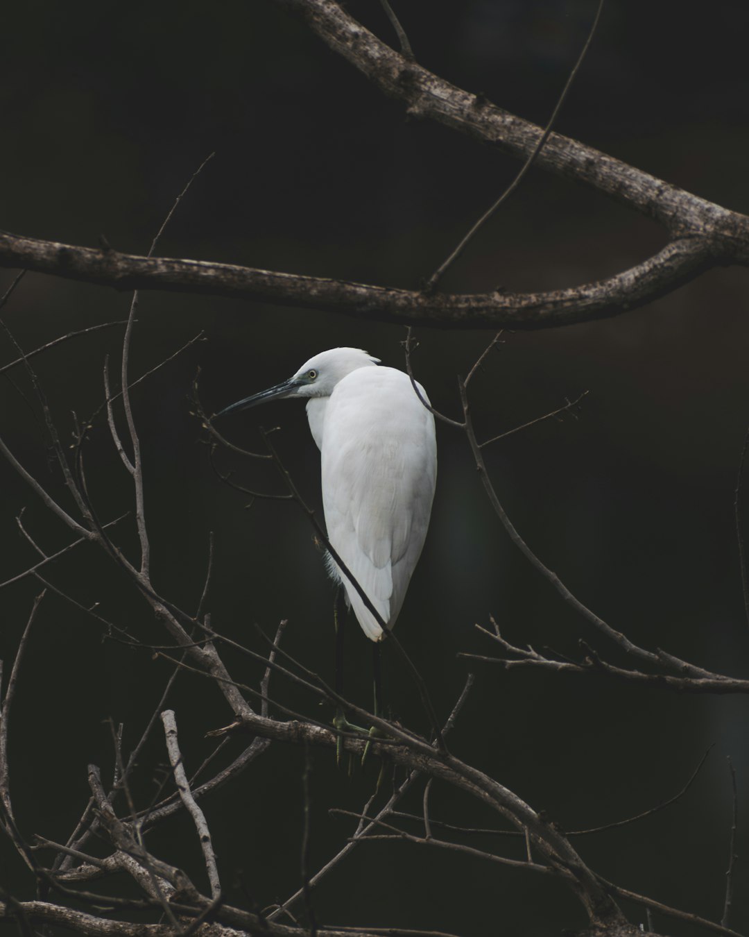 white bird on brown tree branch