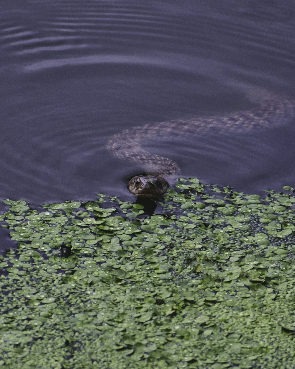 brown and white snake on green grass beside body of water during daytime