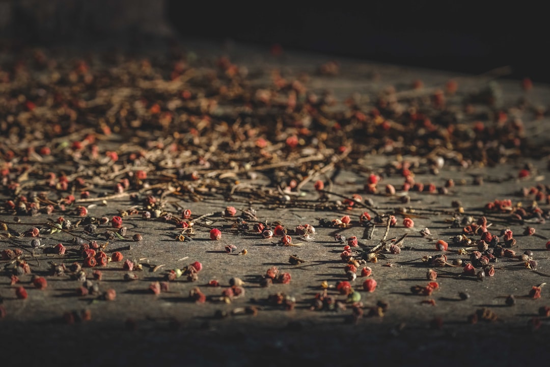 red and black birds on ground