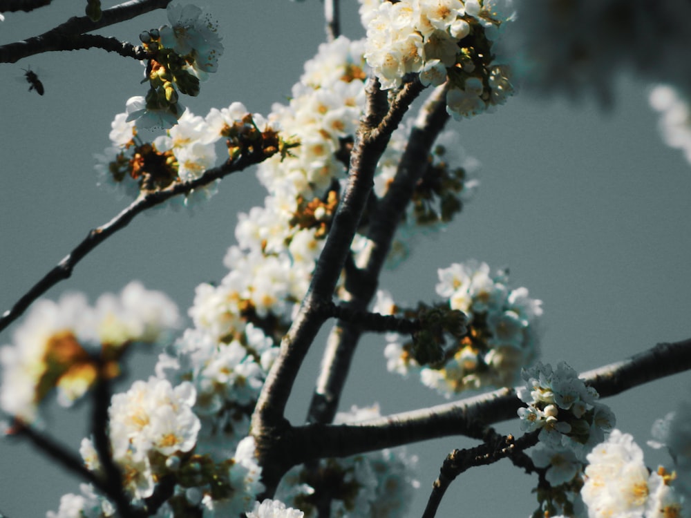 white cherry blossom in bloom during daytime