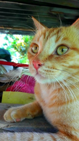 Celebrating Orange Cats: Their Unique Behaviors and Playful Antics