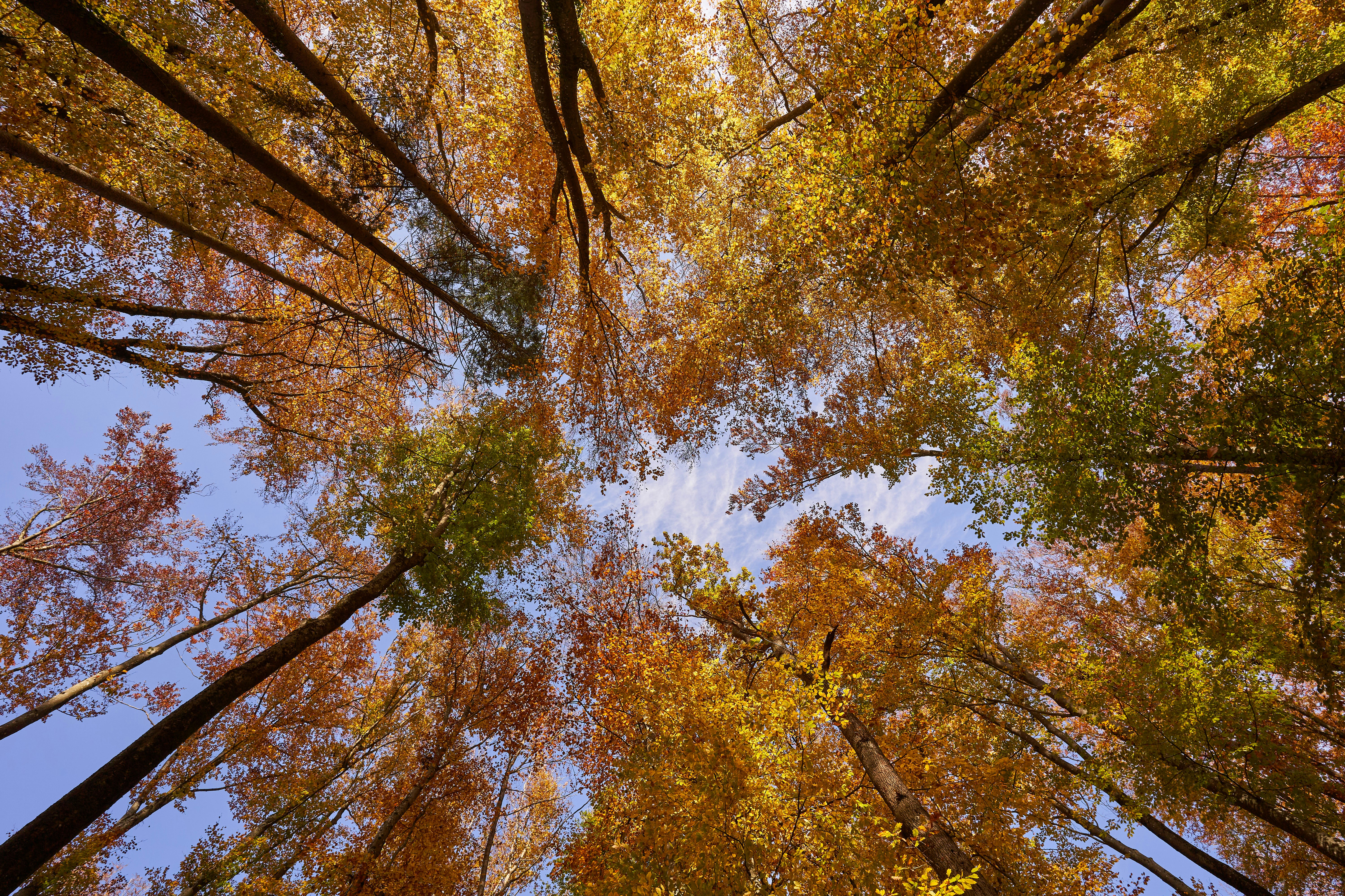 Photo by wolfgang_hasselmann