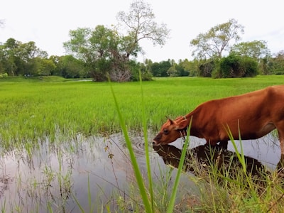 Close-up of healthy cattle drinking water from a natural stream surrounded by tropical plants.