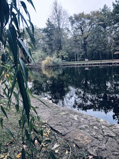 A peaceful pond reflecting trees and a wooden bench inviting visitors to rest.