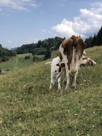 A picturesque meadow with gentle slopes and lush greenery. A brown and white cow stands prominently in the foreground, with a calf nestled underneath. The backdrop features rolling hills and dense clusters of trees under a partially cloudy sky.