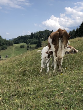A picturesque meadow with gentle slopes and lush greenery. A brown and white cow stands prominently in the foreground, with a calf nestled underneath. The backdrop features rolling hills and dense clusters of trees under a partially cloudy sky.
