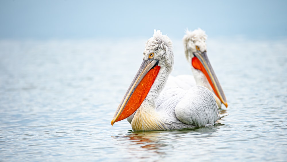 white pelican on body of water during daytime