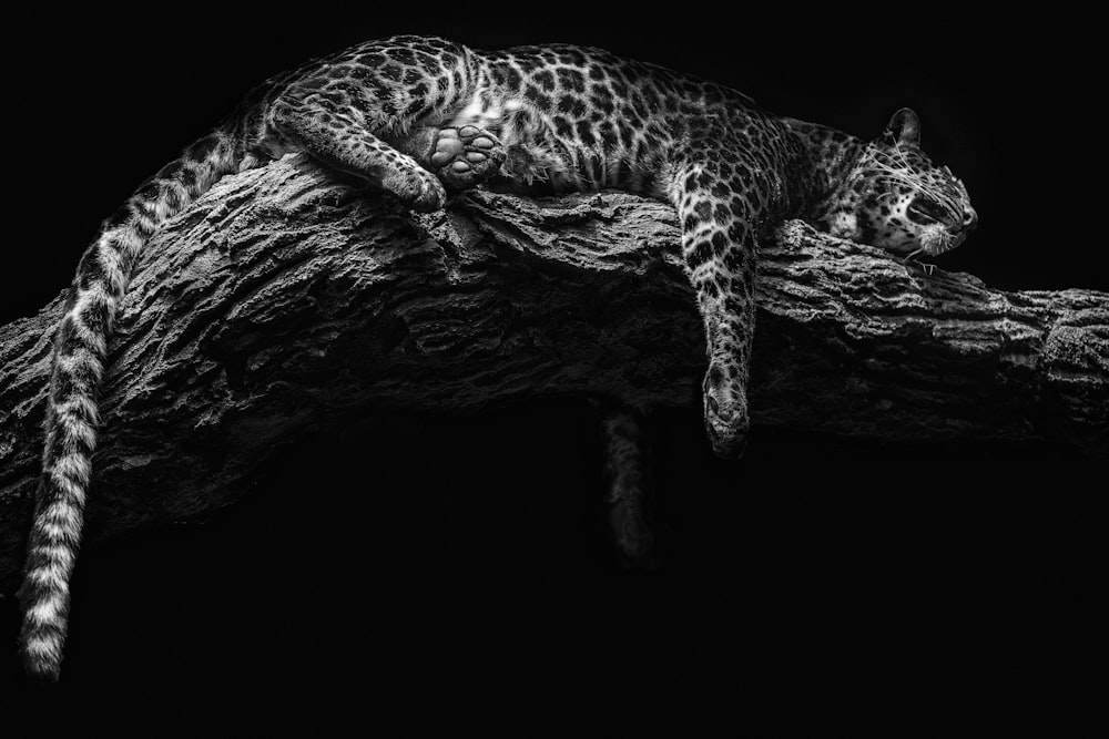 leopardo en tronco de árbol marrón