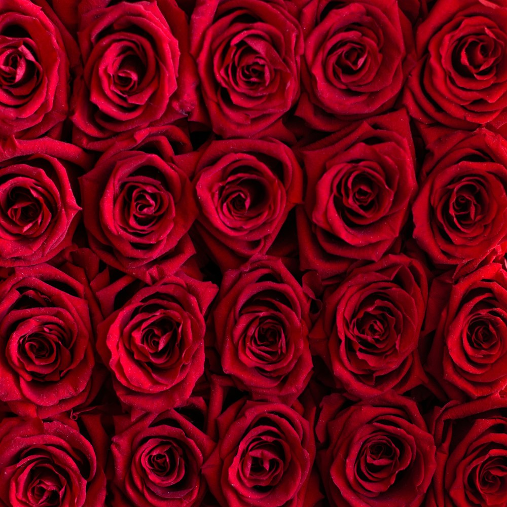 Bunch Of Roses Pictures | Download Free Images on Unsplash