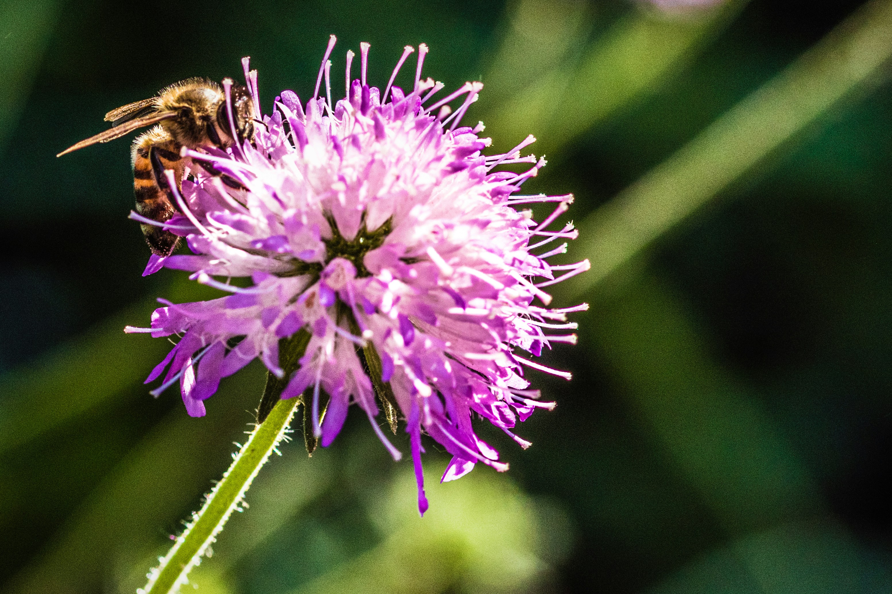 Photo by massimo_adami